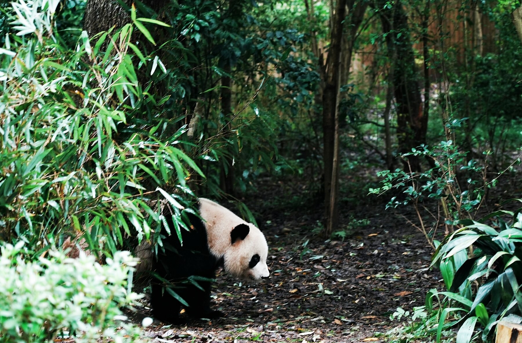 Chengdu pandas as a comfortable family China travel anchor