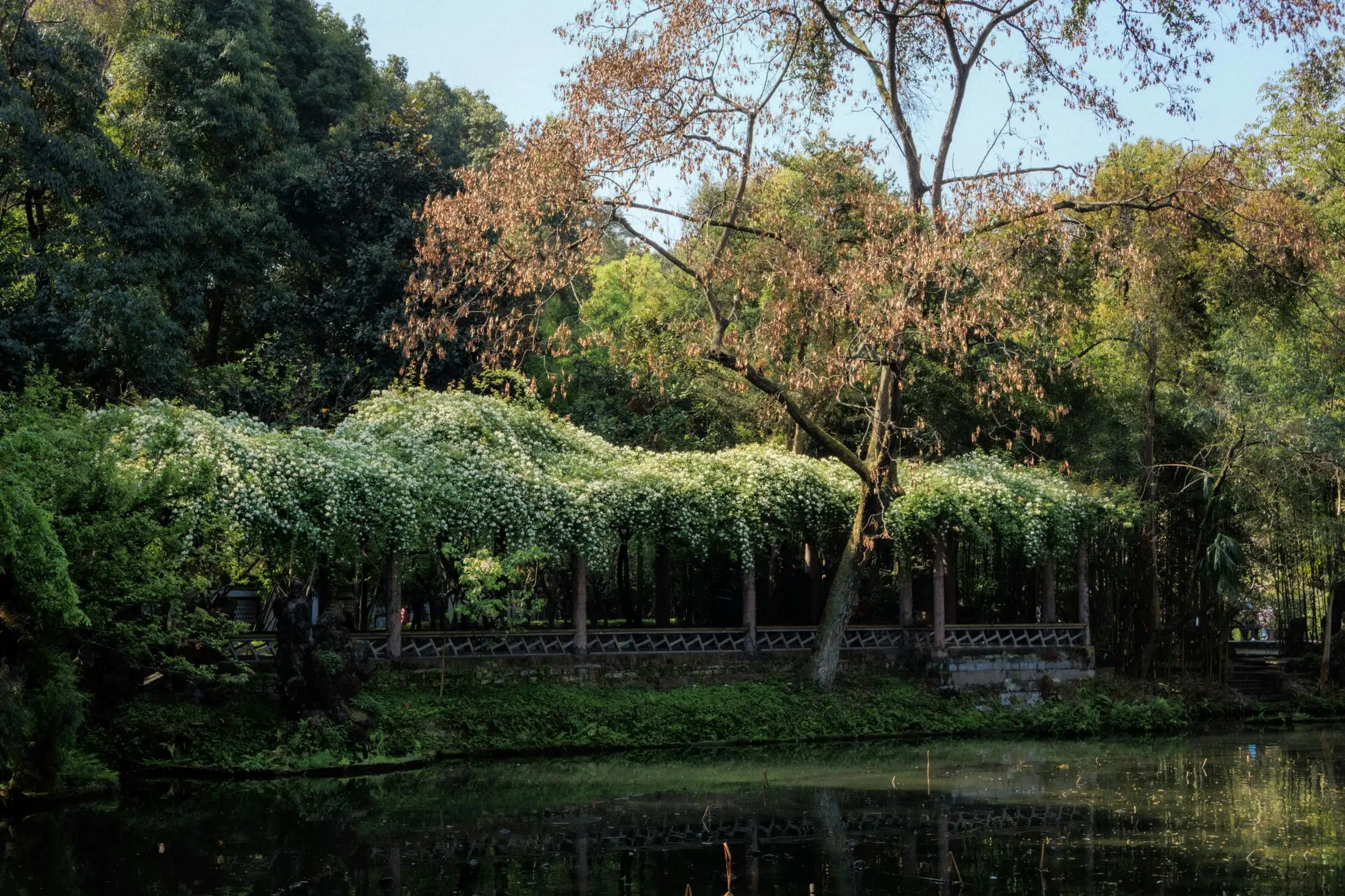 People's Park teahouse in Chengdu
