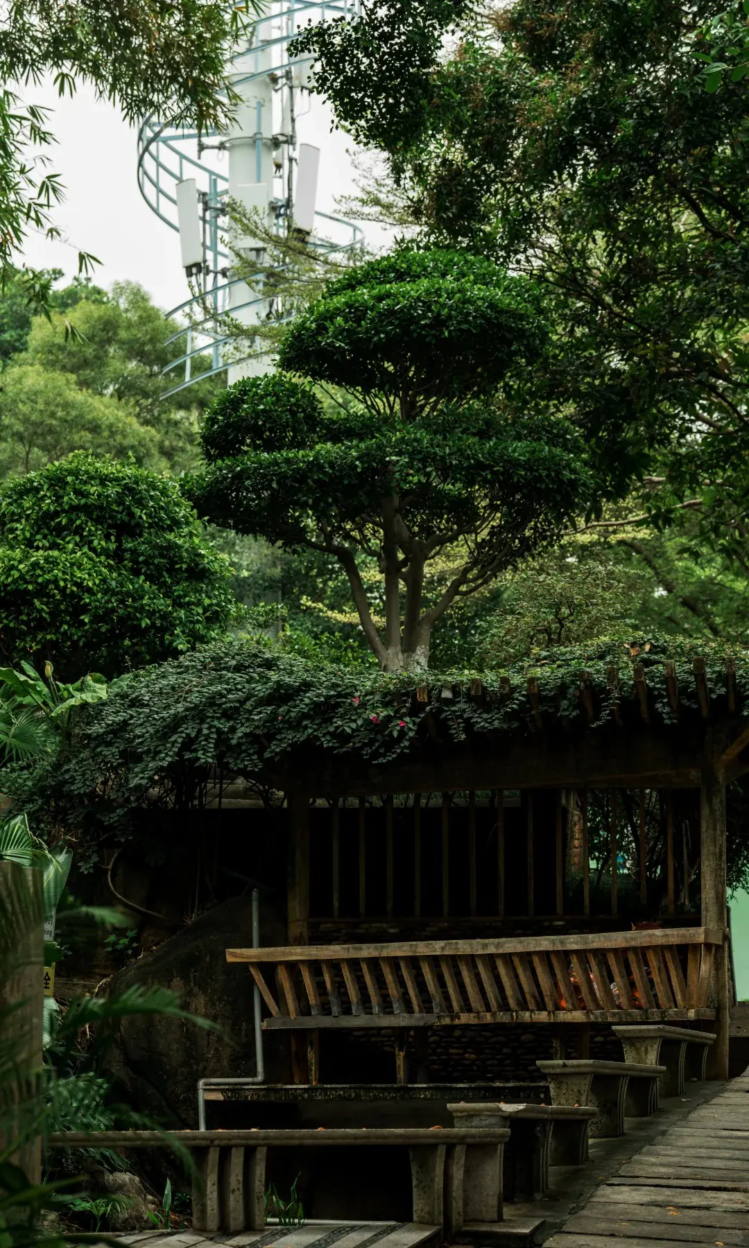 Wuyishan tea mountain layer for a deeper Fujian route