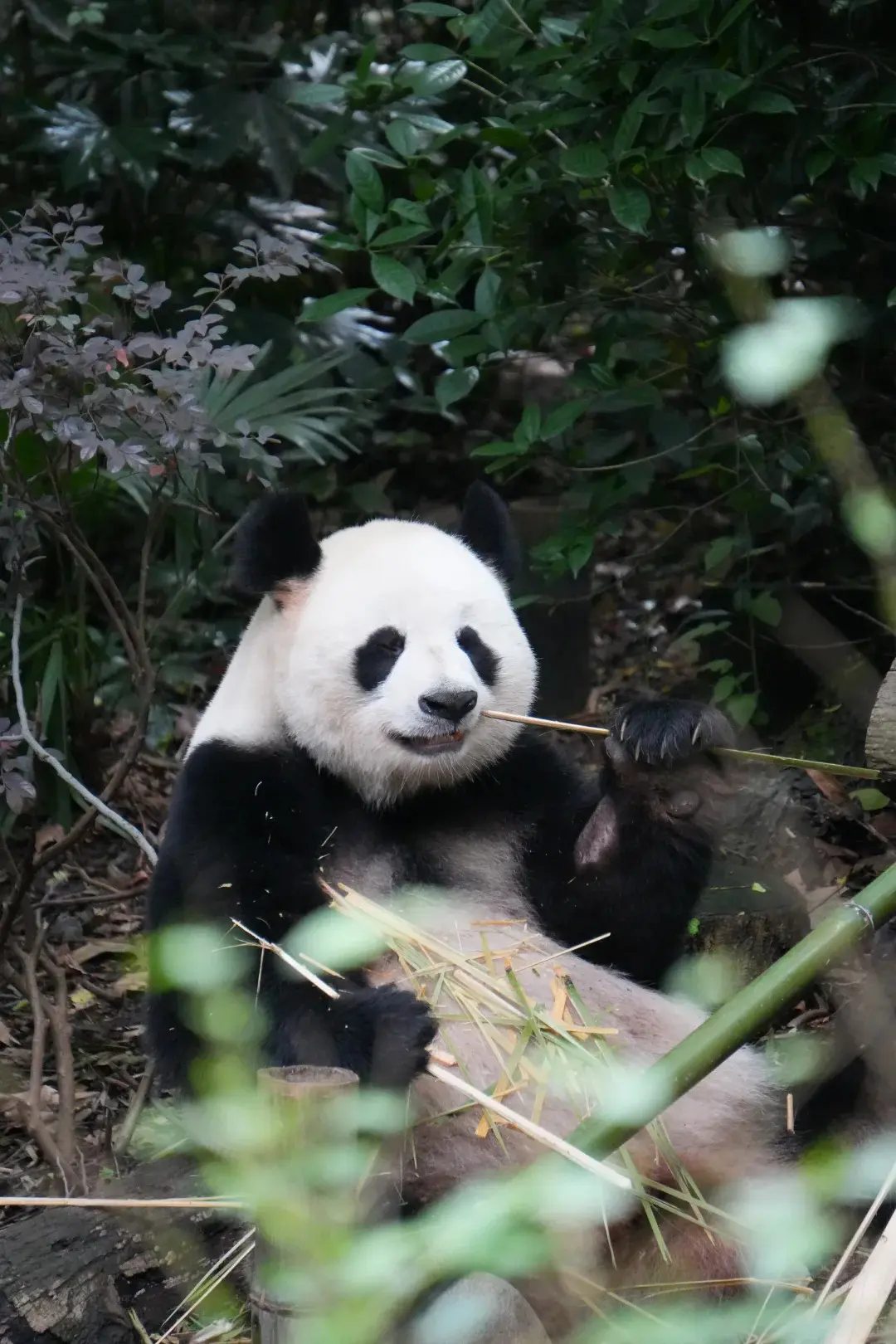 Chengdu Panda Base for a Chengdu Chongqing Wulong route