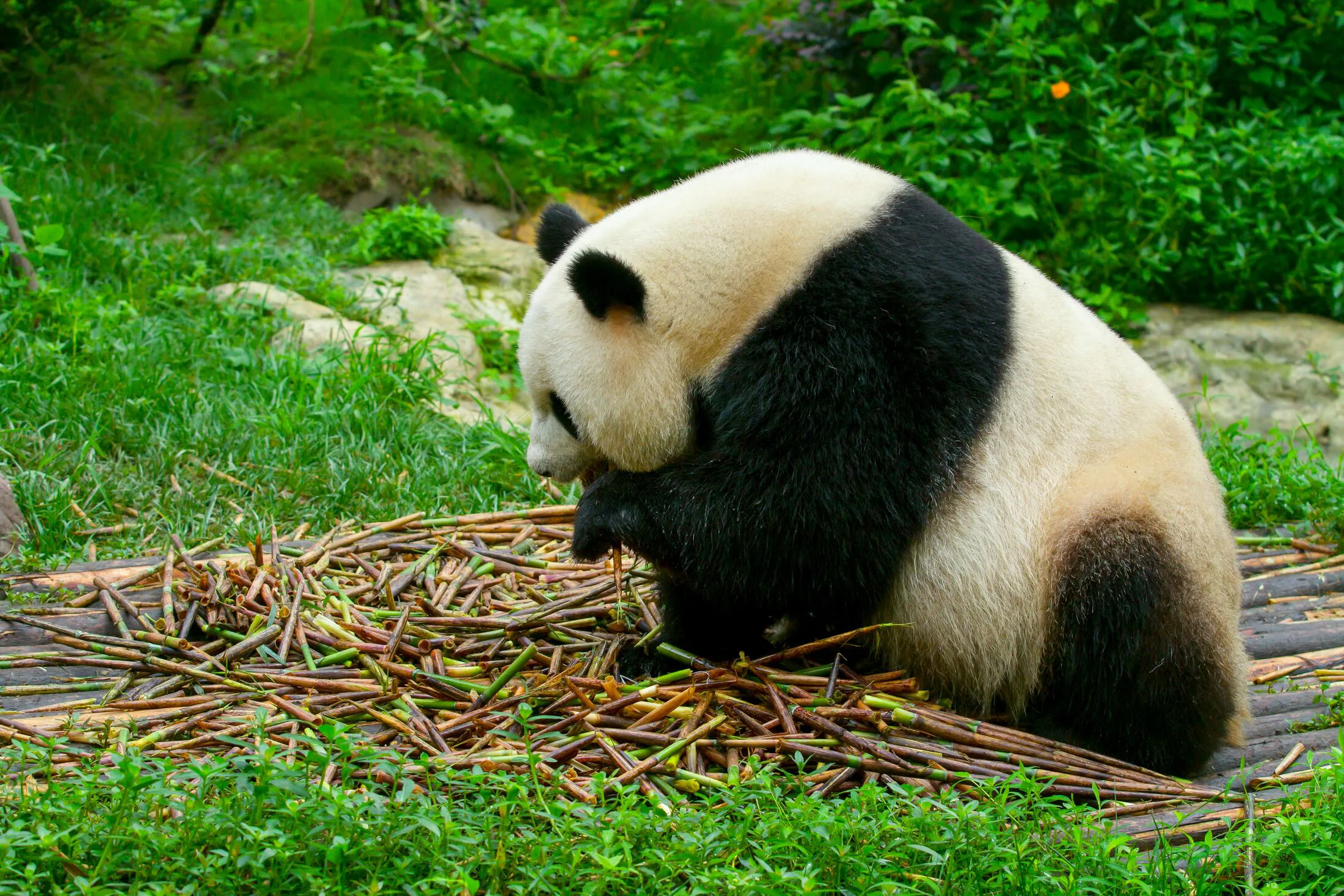 Chengdu Panda Base as a comfortable family China route anchor